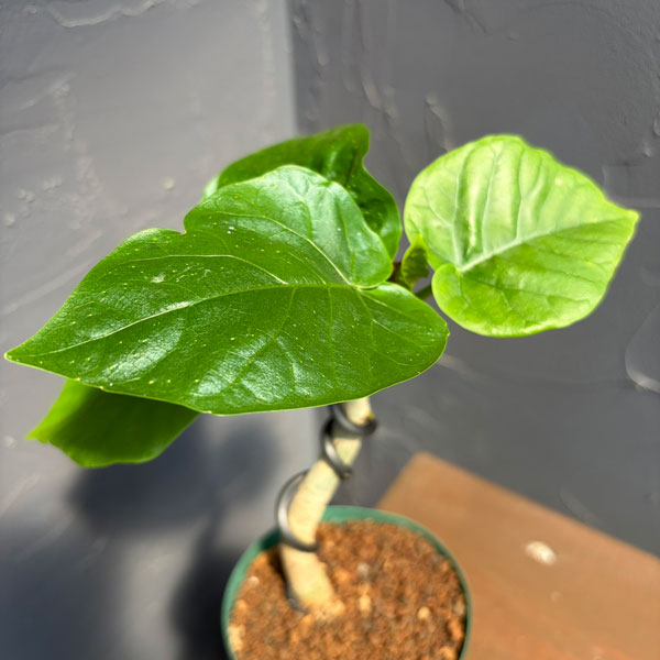 観葉植物 フィカス ウンベラータ(曲げ仕立て)...の詳細画像4