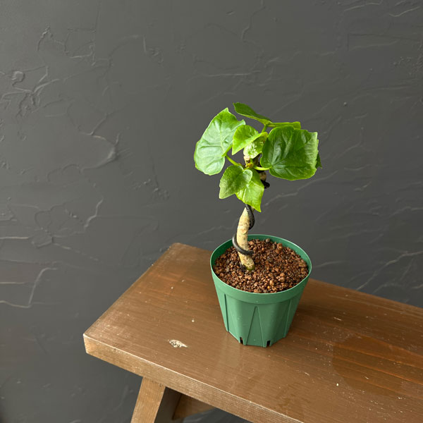 観葉植物 フィカス ウンベラータ(曲げ仕立て)...の詳細画像5