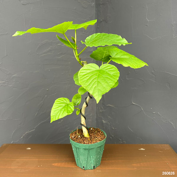 観葉植物 フィカス ウンベラータ(曲げ仕立て)...の詳細画像3
