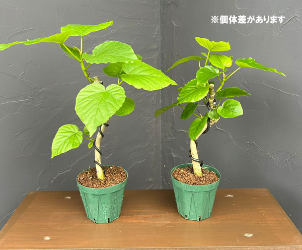 観葉植物 フィカス ウンベラータ(曲げ仕立て)...の詳細画像2