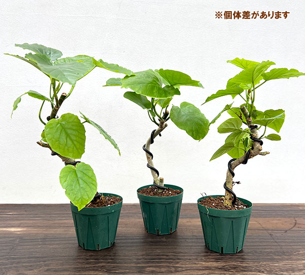 観葉植物 サマーセール フィカス ウンベラータ...の詳細画像4
