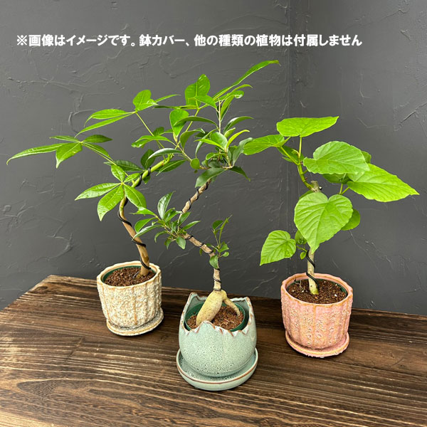 パキラ 実生の商品一覧 通販 - Yahoo!ショッピング
