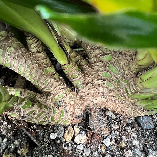 観葉植物（観葉植物種類：ユッカ）｜花、ガーデニング おすすめ人気