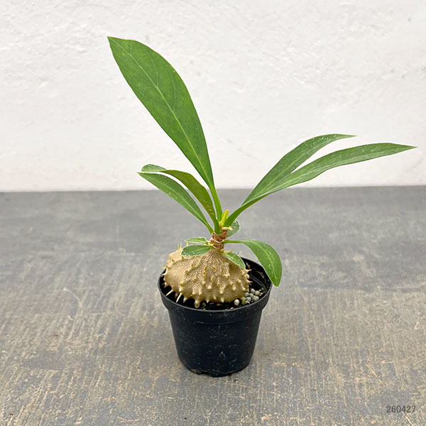 観葉植物 ミルメコディア ツベローサ 2号ポットの詳細画像3