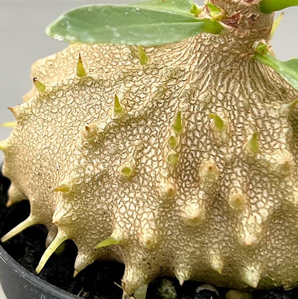 観葉植物 ミルメコディア ツベローサ 2号ポットの詳細画像4