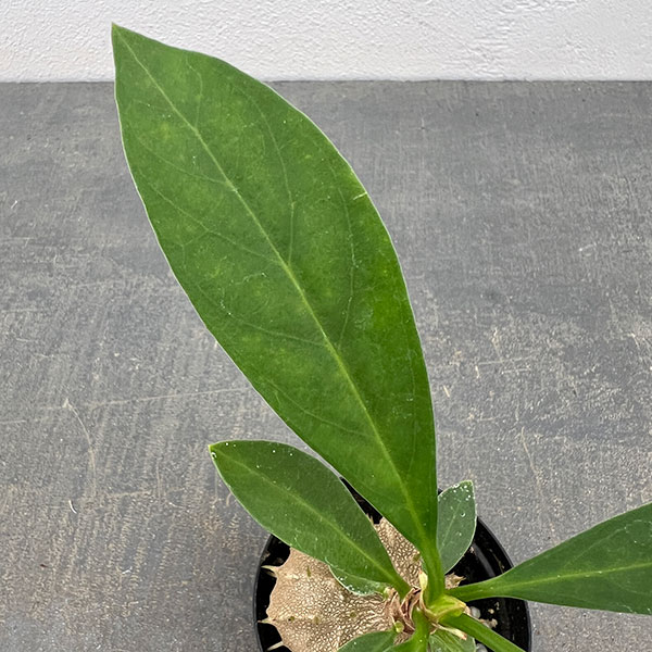 観葉植物 ミルメコディア ツベローサ 2号ポットの詳細画像5