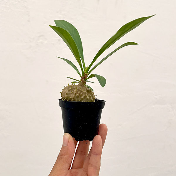 観葉植物 ミルメコディア ツベローサ 2号ポットの詳細画像1