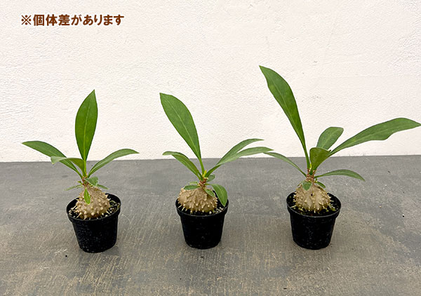 観葉植物 ミルメコディア ツベローサ 2号ポットの詳細画像2