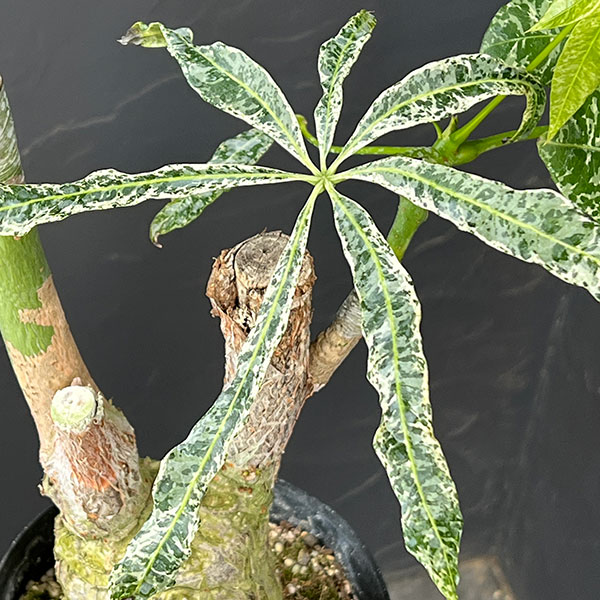 斑入りパキラ（観葉植物） | 花、ガーデニング のおすすめ人気商品一覧