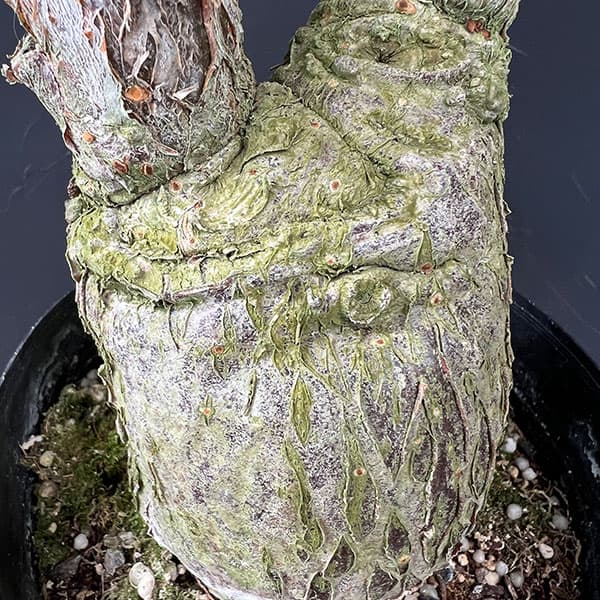 【セール】パキラ　斑入り　約4号鉢　No.005　鉢、送料込 斑入りパキラ（観葉植物） | 花、ガーデニング のおすすめ人気商品一覧