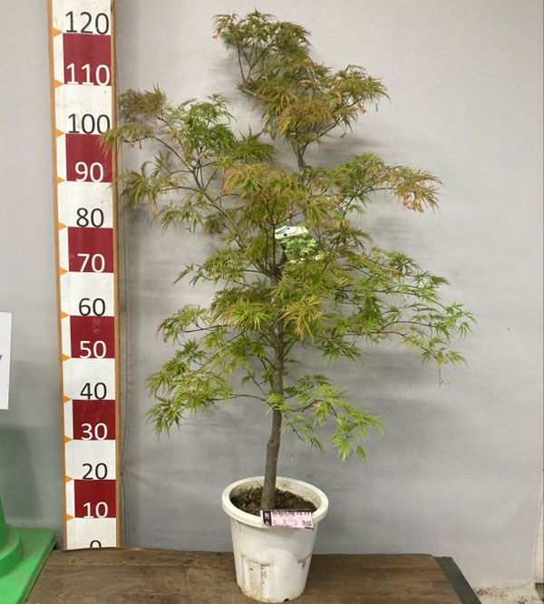 アオダモ 鉢植えのおすすめ人気商品一覧 通販 - Yahoo!ショッピング