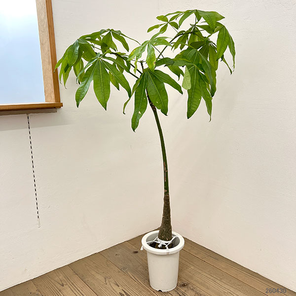 パキラ 実生のおすすめ人気商品一覧 通販 - Yahoo!ショッピング