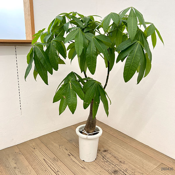パキラ 実生の商品一覧 通販 - Yahoo!ショッピング