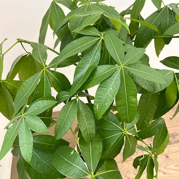 観葉植物 パキラ グラブラ （実生株） 7号26-04 : 園芸ネット - 通販