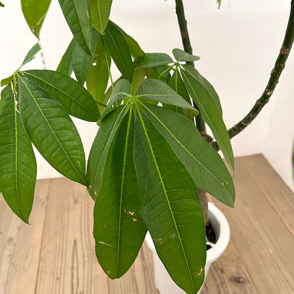 観葉植物 パキラ グラブラ （実生株） 7号26-04 : 園芸ネット - 通販