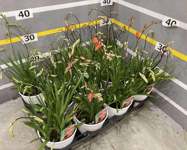 （わけあり特価）トリトニア オレンジ4.5号鉢植え |  | 03