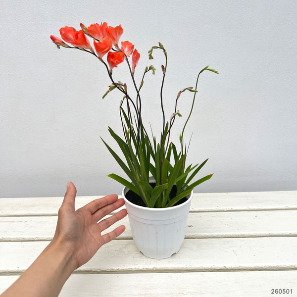 （わけあり特価）トリトニア オレンジ4.5号鉢植え |  | 01