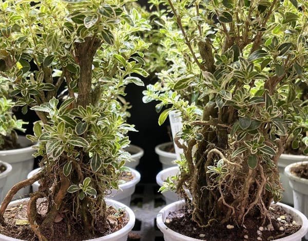 ツゲ玉仕立て（常緑樹の植木、庭木）｜苗木、植木 | 花、ガーデニング