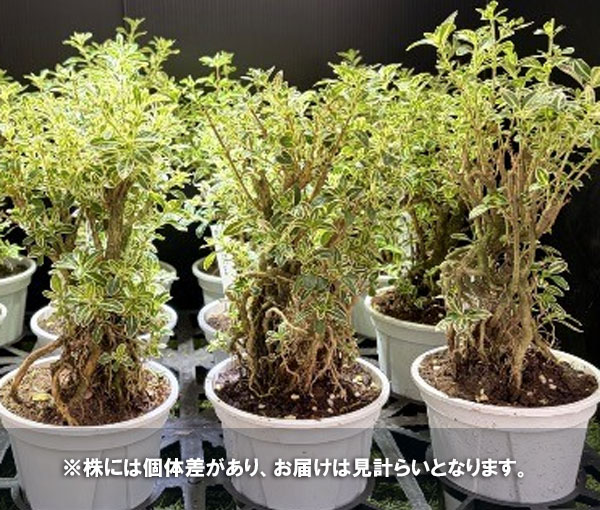 ツゲ玉仕立て（常緑樹の植木、庭木）｜苗木、植木 | 花、ガーデニング