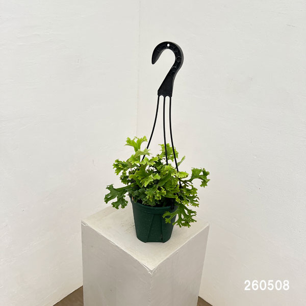 観葉植物 ピロシア ロンギフォリア クリスター...の詳細画像1