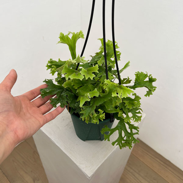 観葉植物 ピロシア ロンギフォリア クリスター...の詳細画像2