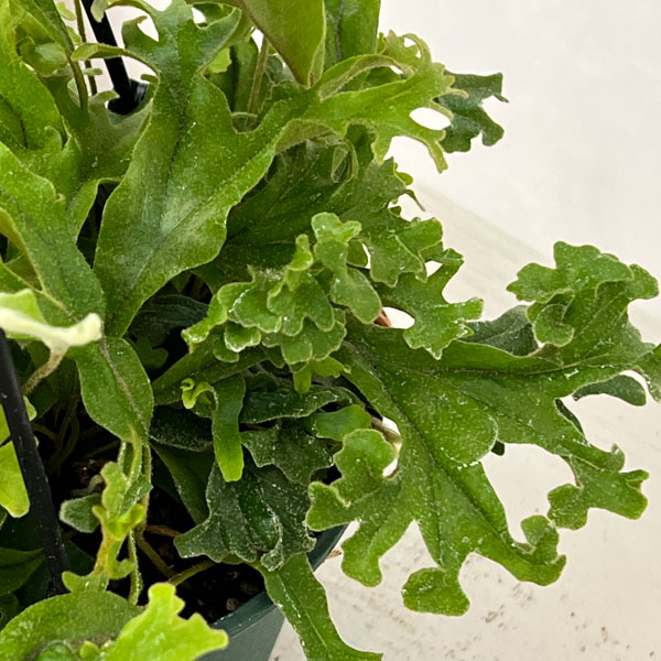 観葉植物 ピロシア ロンギフォリア クリスター...の詳細画像4