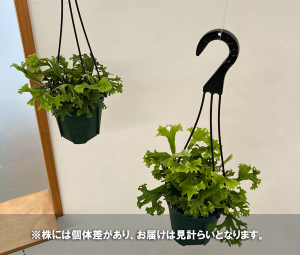 観葉植物 ピロシア ロンギフォリア クリスター...の詳細画像5