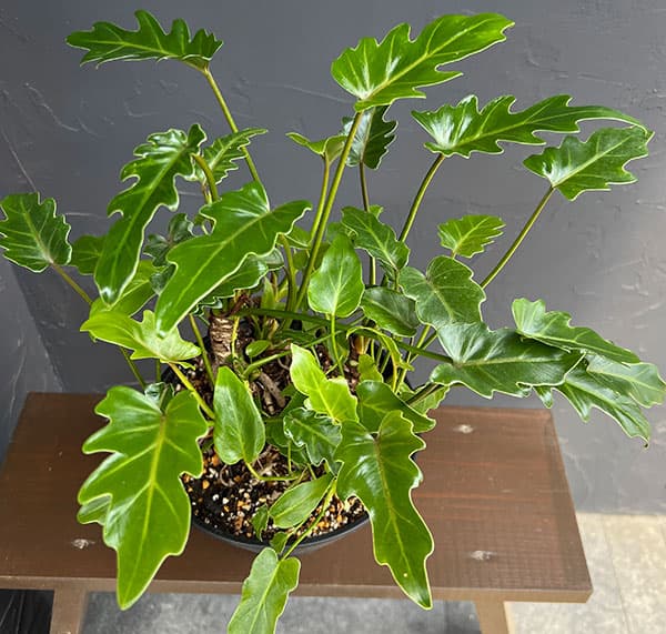 クッカバラ（観葉植物） | 花、ガーデニング のおすすめ人気商品一覧
