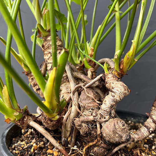 クッカバラ（観葉植物） | 花、ガーデニング のおすすめ人気商品一覧