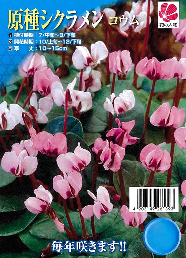 球根 26年8月下旬予約 シクラメン(原種系)...の詳細画像2