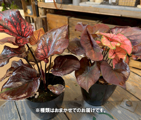 観葉植物 アーリーサマーセール カラジュウム ...の詳細画像2