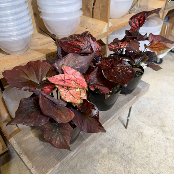 観葉植物 アーリーサマーセール カラジュウム ...の詳細画像3