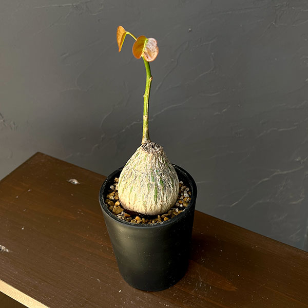 ボンバックス 植物の商品一覧 通販 - Yahoo!ショッピング