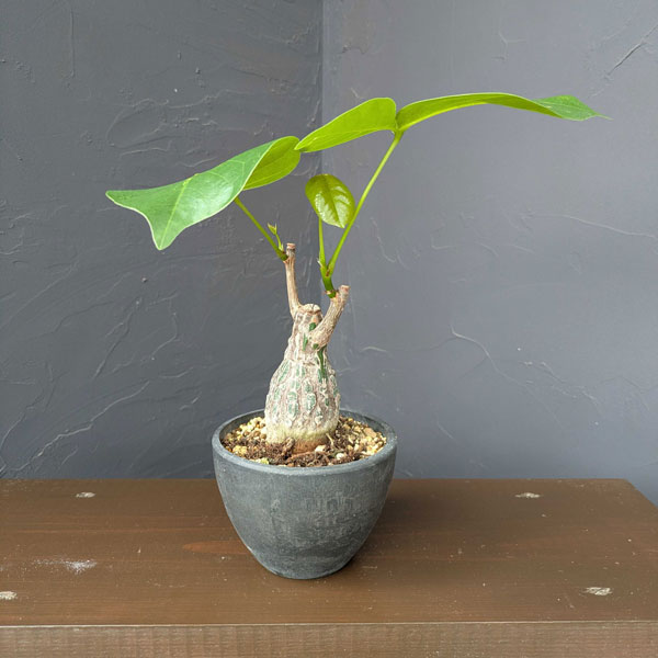 ボンバックス（観葉植物） | 花、ガーデニング の商品一覧 通販