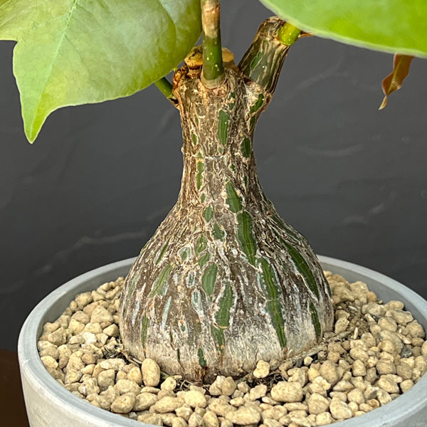 ボンバックス 植物の商品一覧 通販 - Yahoo!ショッピング