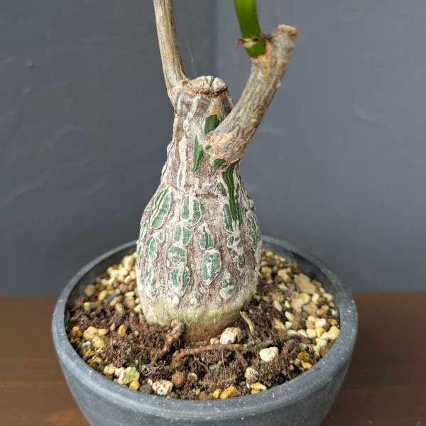 ボンバックス 植物の商品一覧 通販 - Yahoo!ショッピング