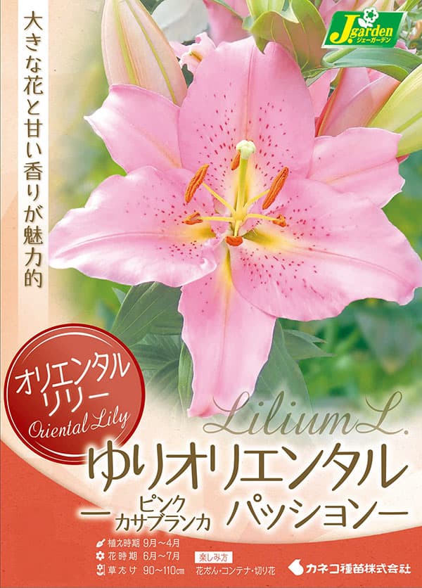 球根 26年10月中下旬予約 ユリ オリエンタ...の詳細画像1