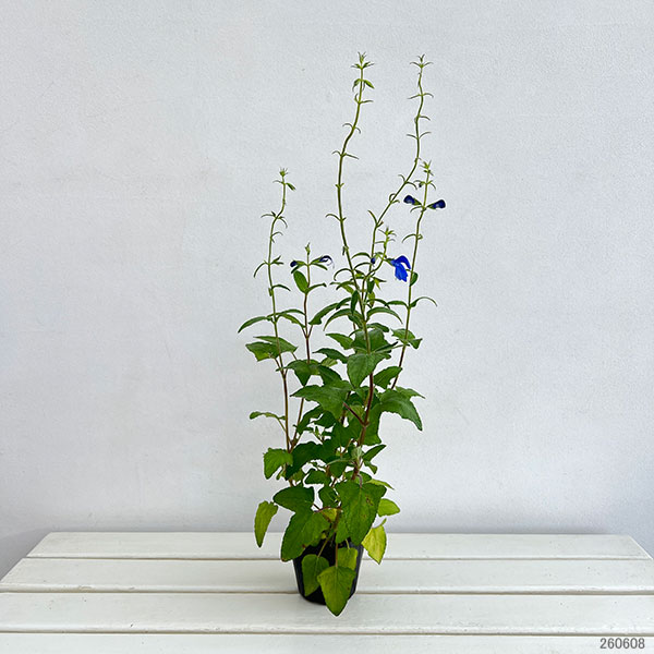 草花の苗 (わけあり特価)サルビア パテンス ...の詳細画像3