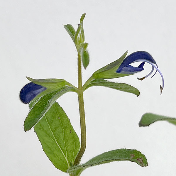 草花の苗 (わけあり特価)サルビア パテンス ...の詳細画像1