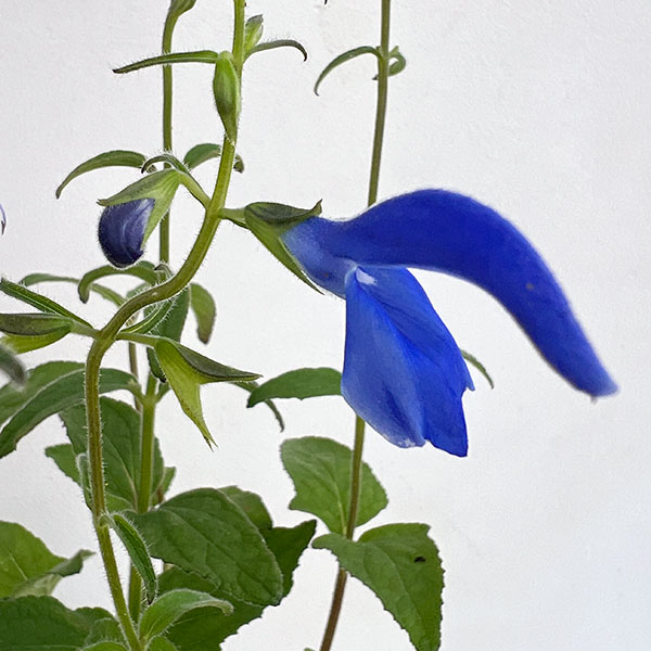 草花の苗 (わけあり特価)サルビア パテンス ...の詳細画像2