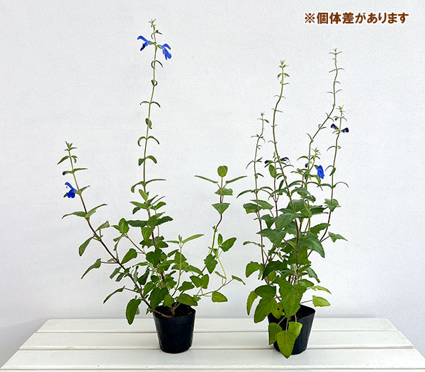 草花の苗 (わけあり特価)サルビア パテンス ...の詳細画像4