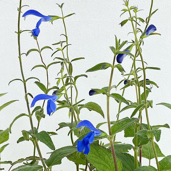 草花の苗 (わけあり特価)サルビア パテンス ...の詳細画像5