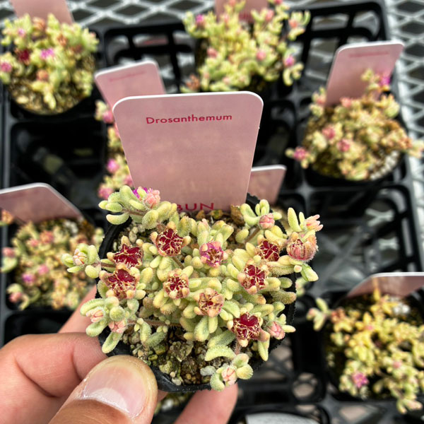 観葉植物 ドロサンテマム ルビー錦 2号ポットの詳細画像4