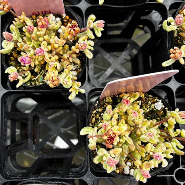 観葉植物 ドロサンテマム ルビー錦 2号ポットの詳細画像2