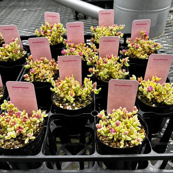 観葉植物 ドロサンテマム ルビー錦 2号ポットの詳細画像3