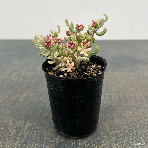 観葉植物 ドロサンテマム ルビー錦 2号ポットの詳細画像1