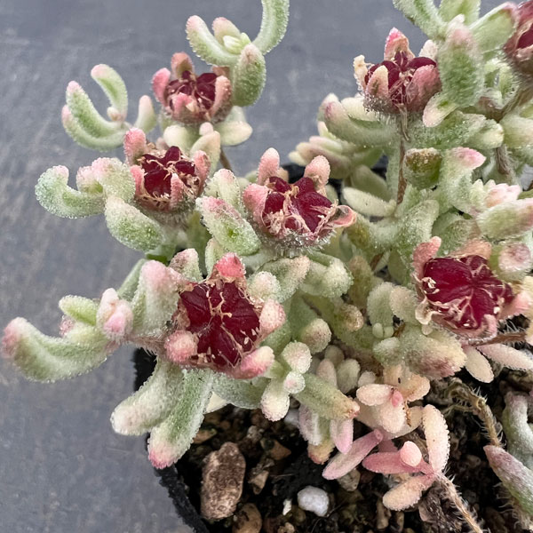 観葉植物 ドロサンテマム ルビー錦 2号ポットの詳細画像5