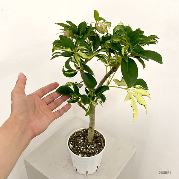 観葉植物 シェフレラ グランディ バリエガータ（朴仕立て） 3.5号ポット |  | 01