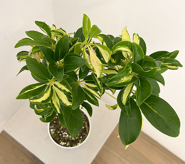 観葉植物 シェフレラ グランディ バリエガータ（朴仕立て） 3.5号ポット |  | 02