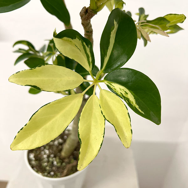 観葉植物 シェフレラ グランディ バリエガータ（朴仕立て） 3.5号ポット |  | 04